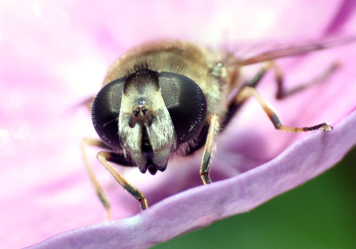 Eristalis interrupta
